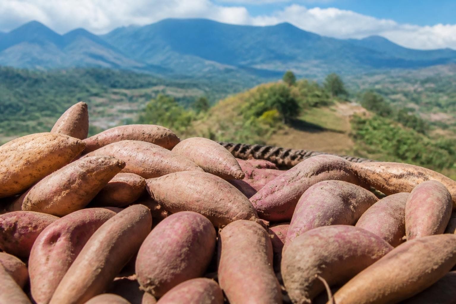 Origin of Sweet Potato: History and Global Journey