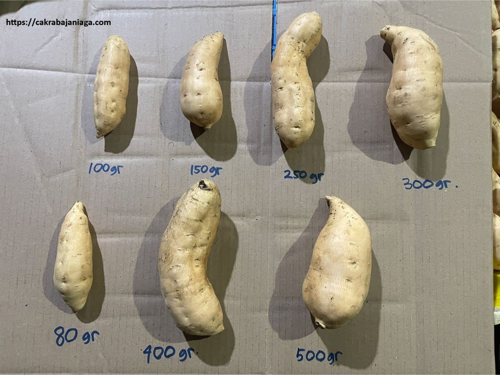 Cilembu Sweet Potatoes in various sizes: 80g to 500g