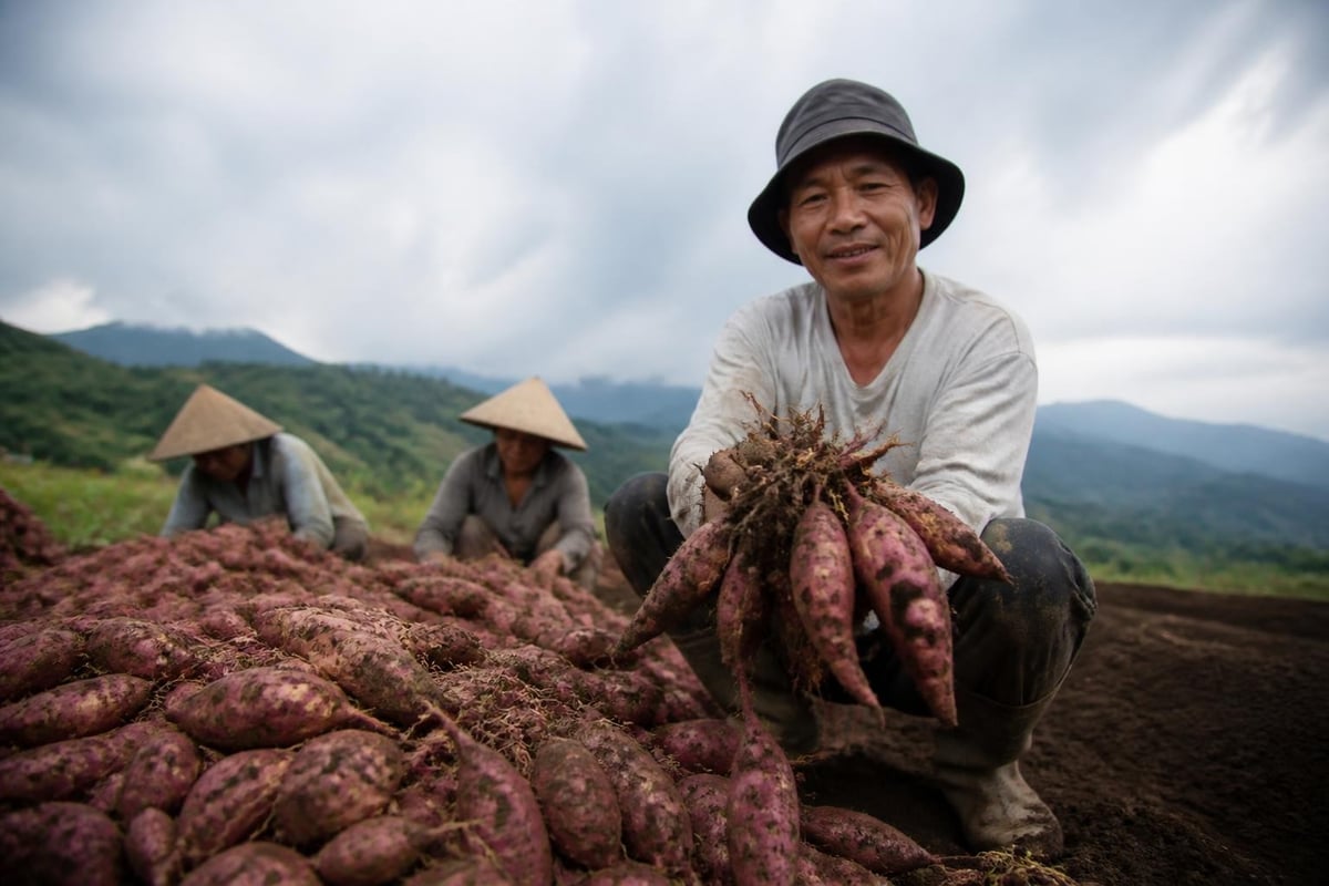 International sweet potato supply chain